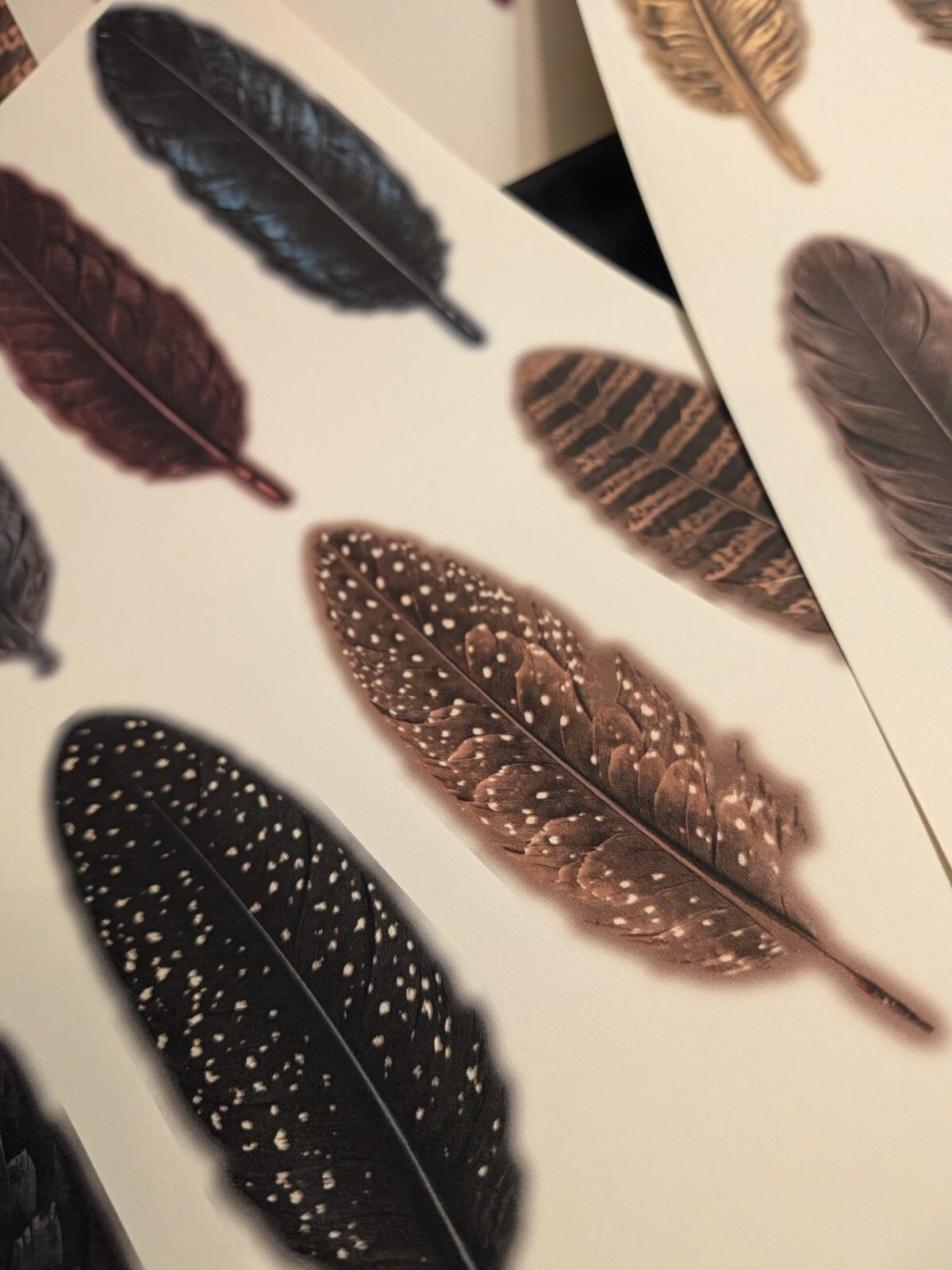 Feather Cutout Paper Pack 5pc Fussy Cut Feathers Junk Journal Ephemera Gothic