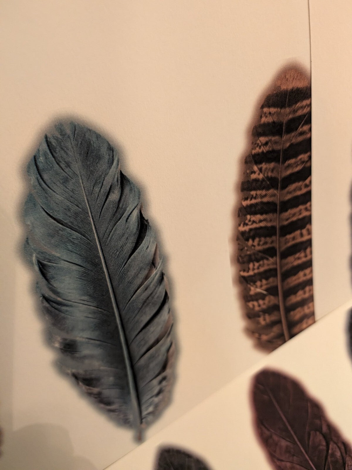 Feather Cutout Paper Pack 5pc Fussy Cut Feathers Junk Journal Ephemera Gothic