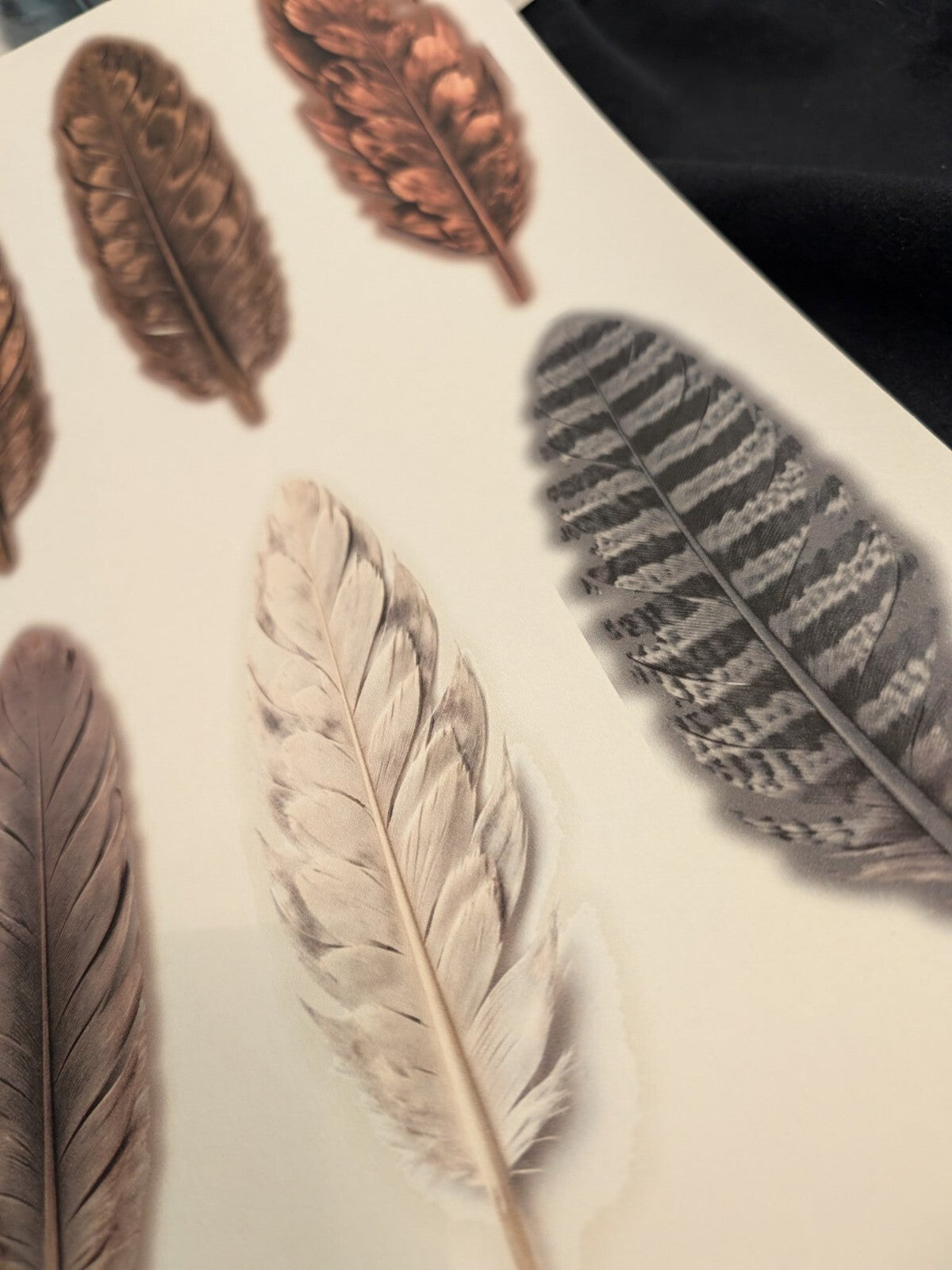 Feather Cutout Paper Pack 5pc Fussy Cut Feathers Junk Journal Ephemera Gothic