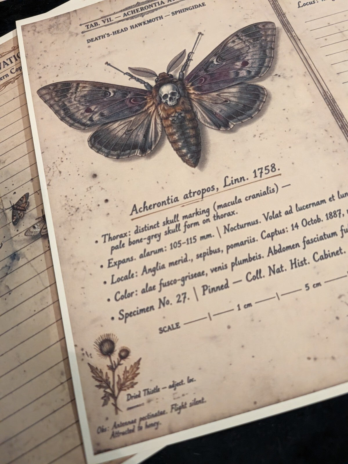 Moth Paper Kit 6pc Gothic Journal Ephemera Victorian Junk Journal Scrapbook